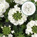 Bild von Verbena P12 White